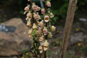 digitalis ferruginea (2) (1200 x 800)